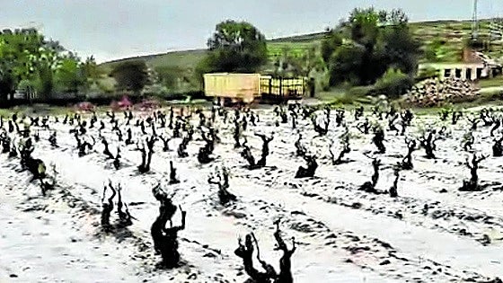 El pedrisco y las fuertes lluvias afectan a 12.000 hectáreas de Valladolid, Palencia y Burgos
