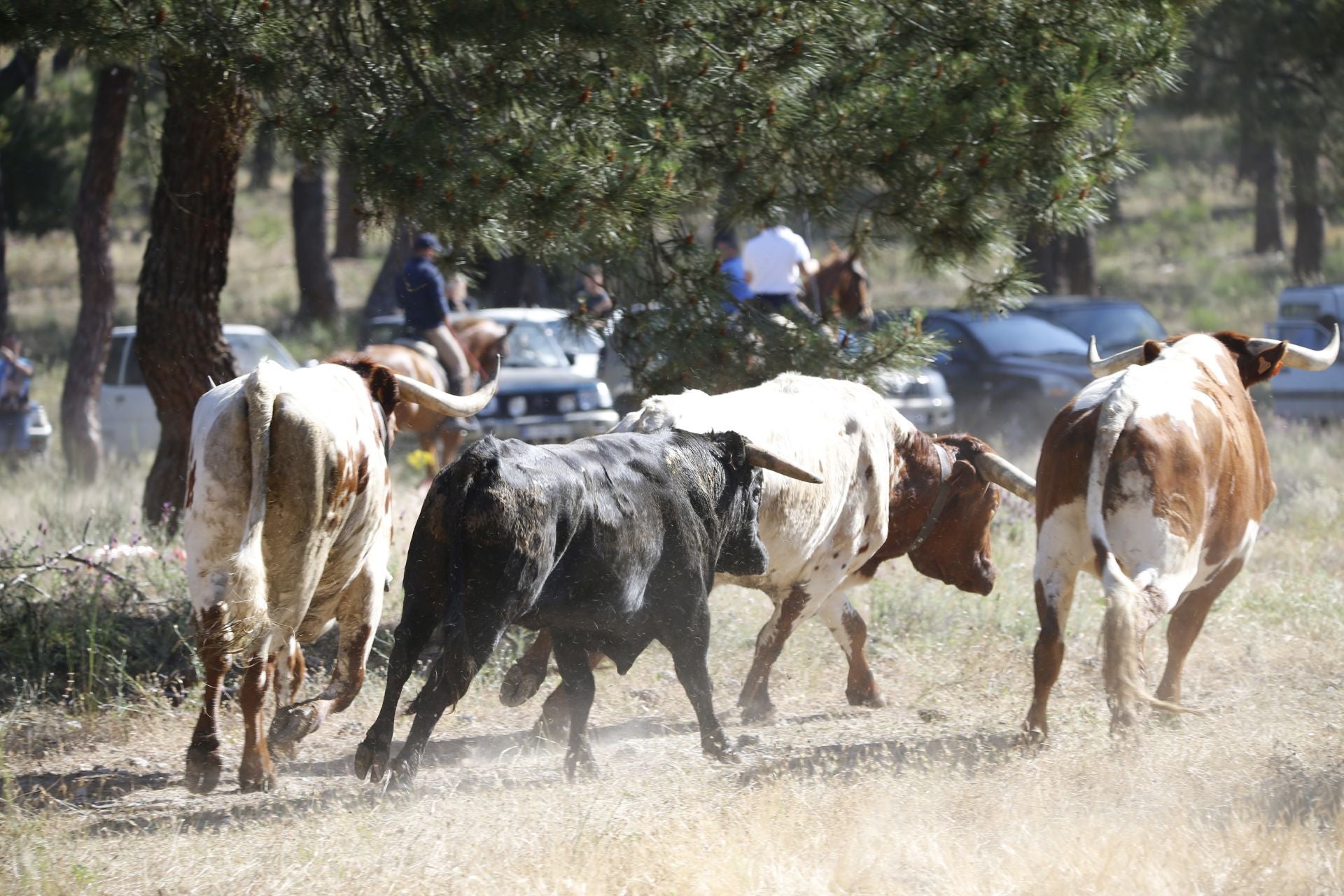 El encierro de La Parrilla, en imágenes