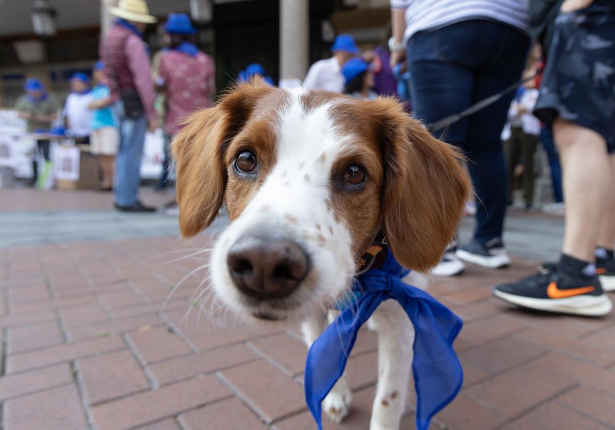 La protesta de los veterinarios, en imágenes