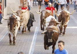 Toros de la ganadería Arauz de Robles, durante uno de los encierros de Cuéllar de 2024.
