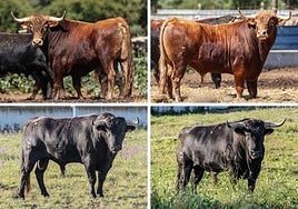 Panadero, Reiletero, Zascandil y Fanfarrón, los astados que se lidiarán en La Flecha.