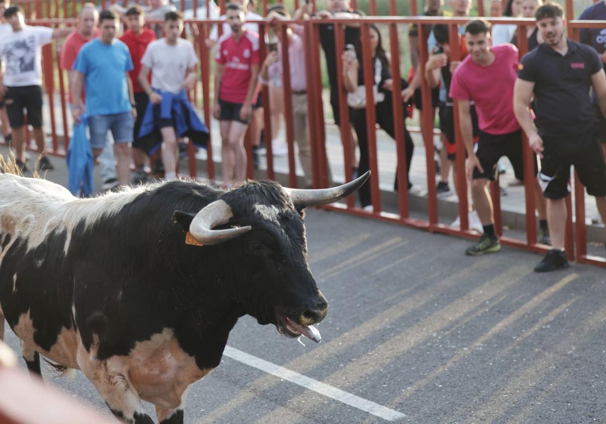 Un momento del primer encierro en La Flecha.