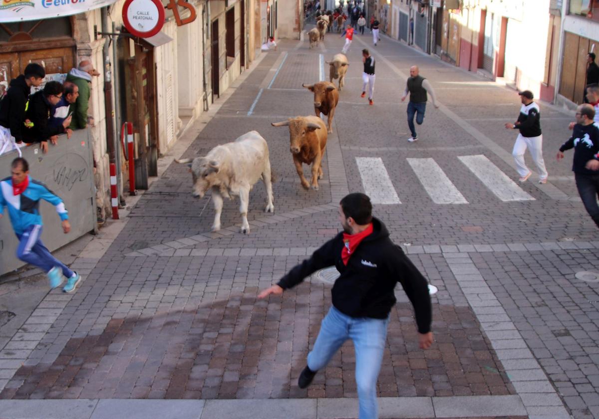 Encierro de San Miguel del pasado otoño en Cuéllar.