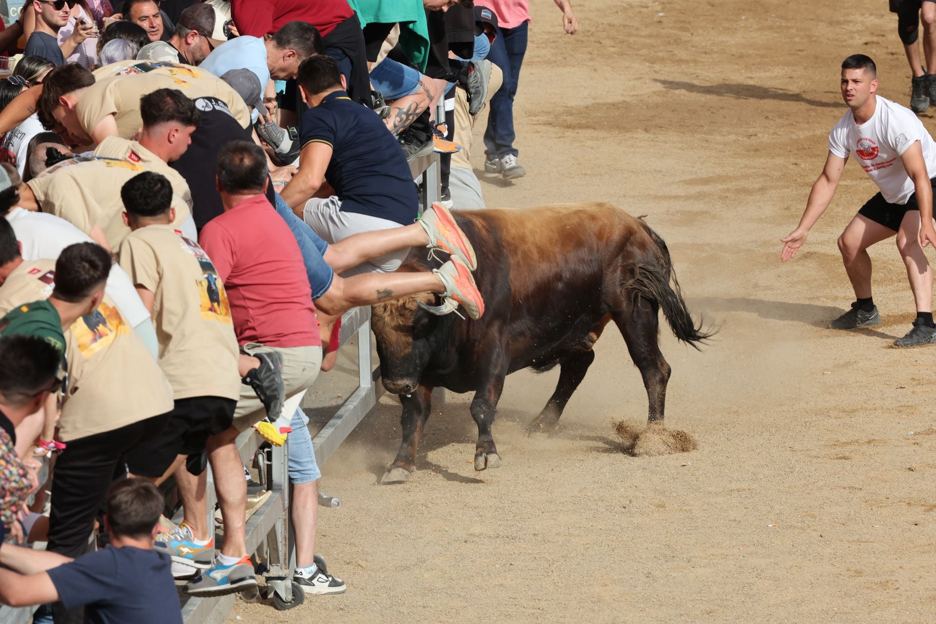 Las imágenes del Congreso Nacional de Toro de Cajón de Medina
