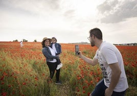 El campo de amapolas de Valladolid se convierte en el foco de las cámaras.