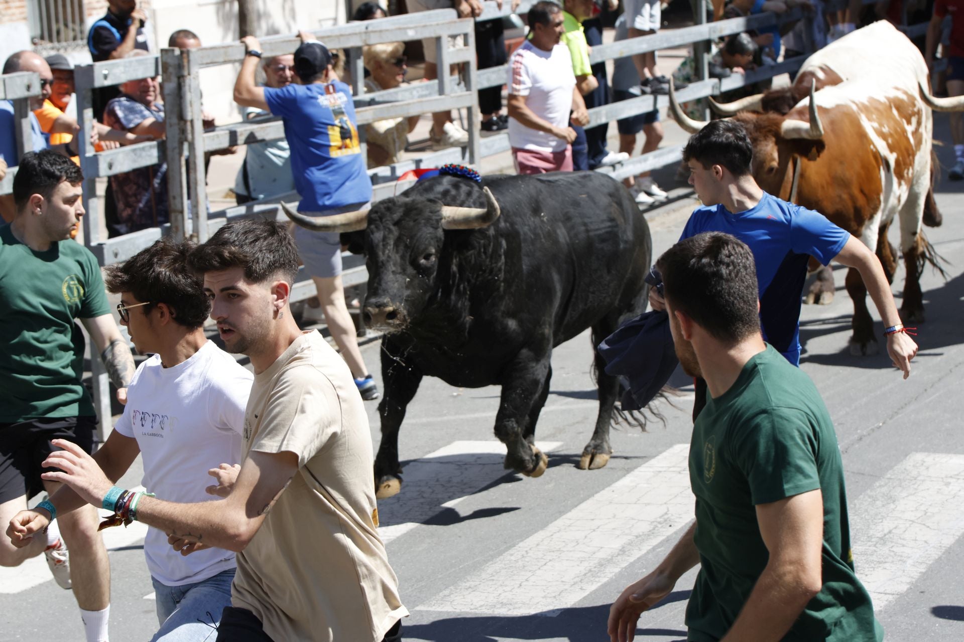 El Congreso Nacional de Toro de Cajón de Medina, en imágenes