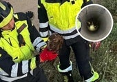 Los bomberos muestran al águila ratonera rescatada de un pozo en San Román de Hornija.