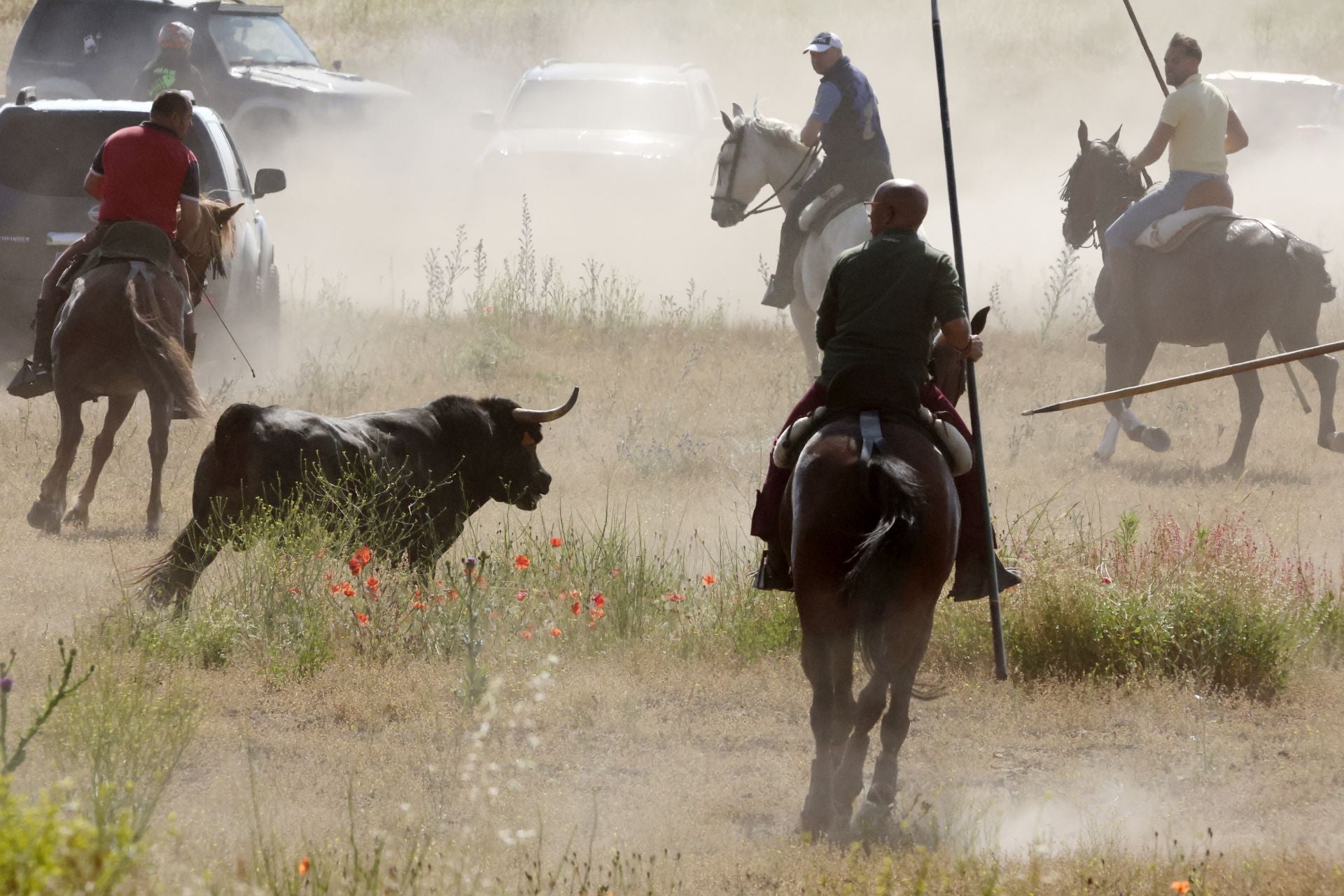 Las imágenes del regreso del encierro campero de Villanueva