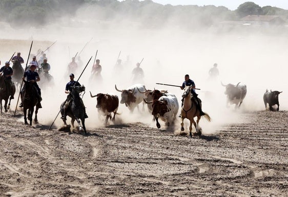 Las imágenes del regreso del encierro campero de Villanueva