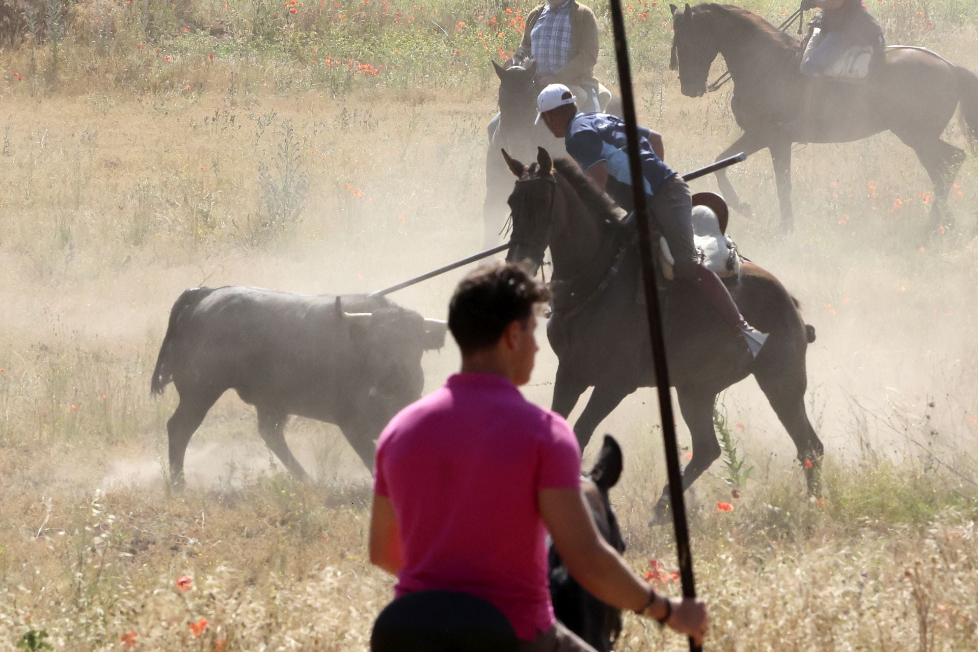 Las imágenes del regreso del encierro campero de Villanueva