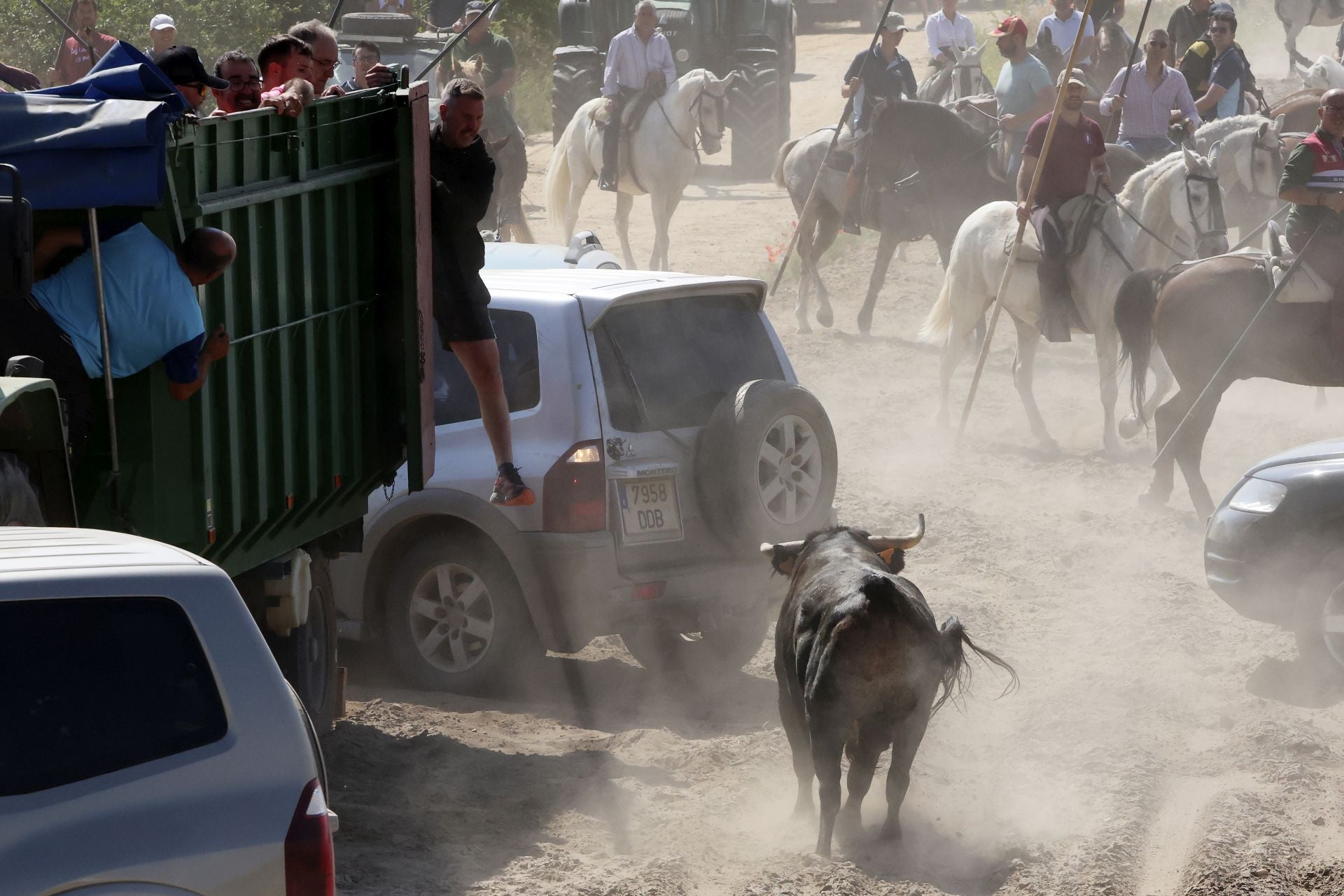 Las imágenes del regreso del encierro campero de Villanueva