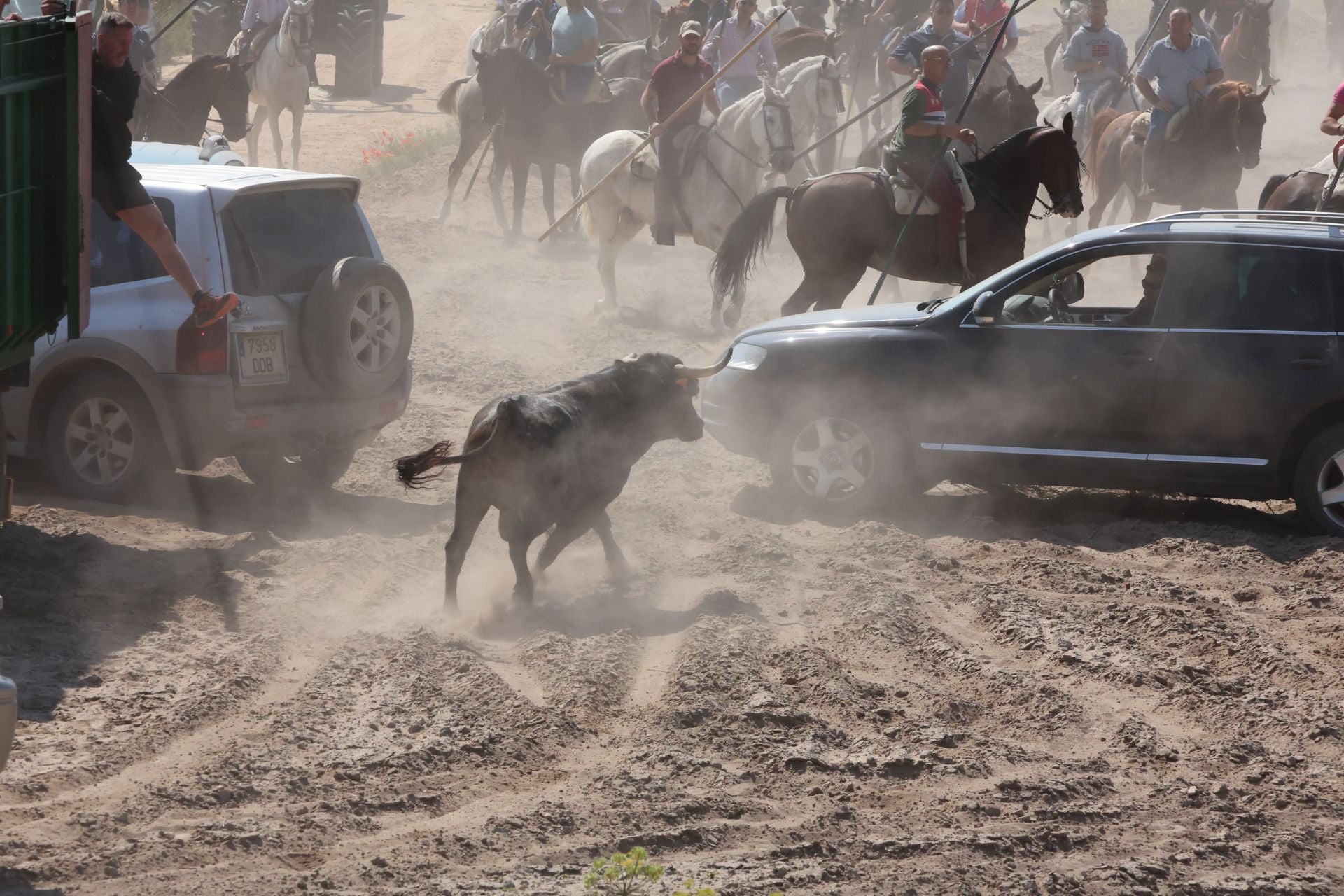 Las imágenes del regreso del encierro campero de Villanueva