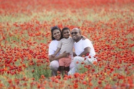 Los campos de amapolas a los que acuden cientos de personas a fotografiarse
