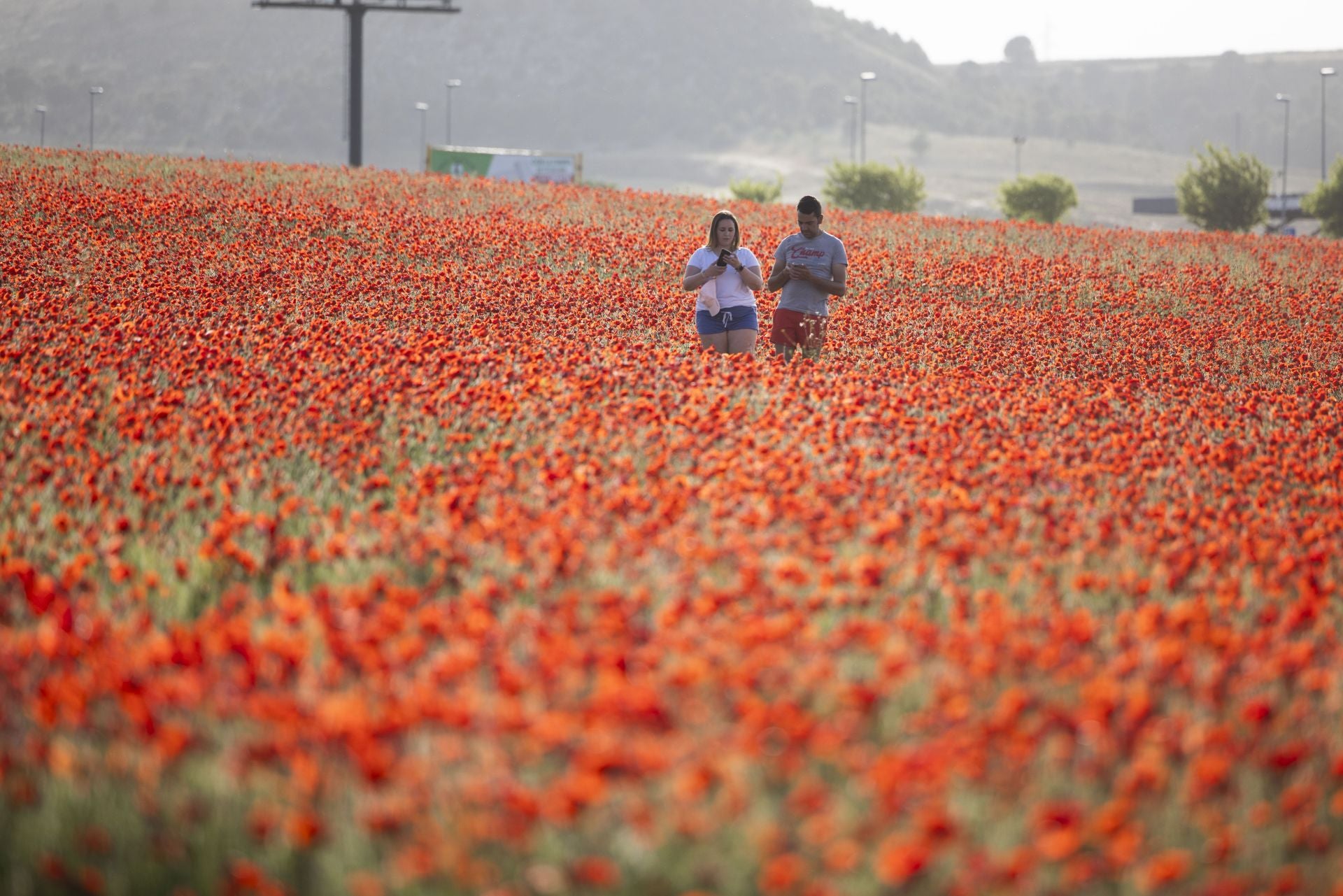 Los campos de amapolas a los que acuden cientos de personas a fotografiarse