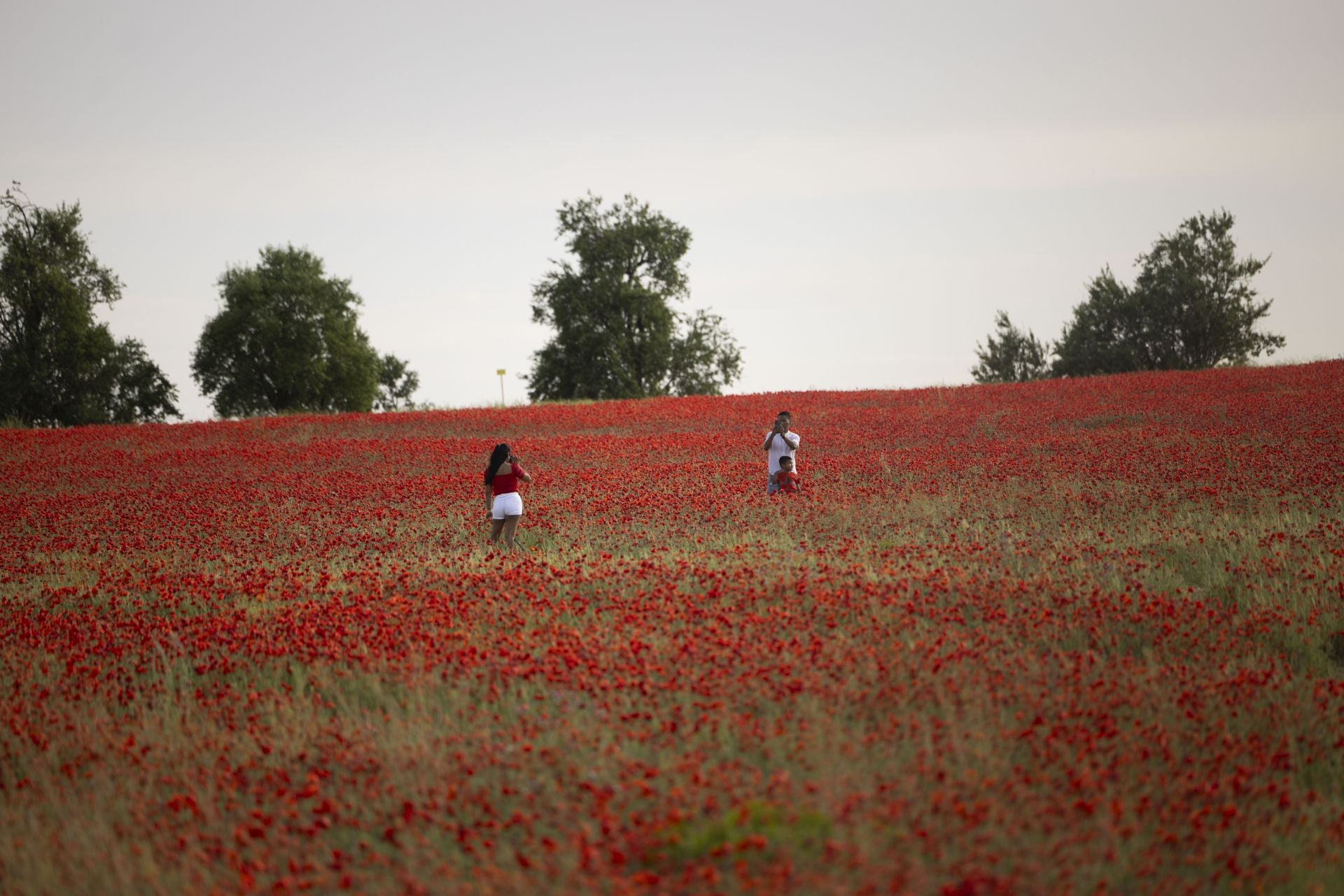 Los campos de amapolas a los que acuden cientos de personas a fotografiarse