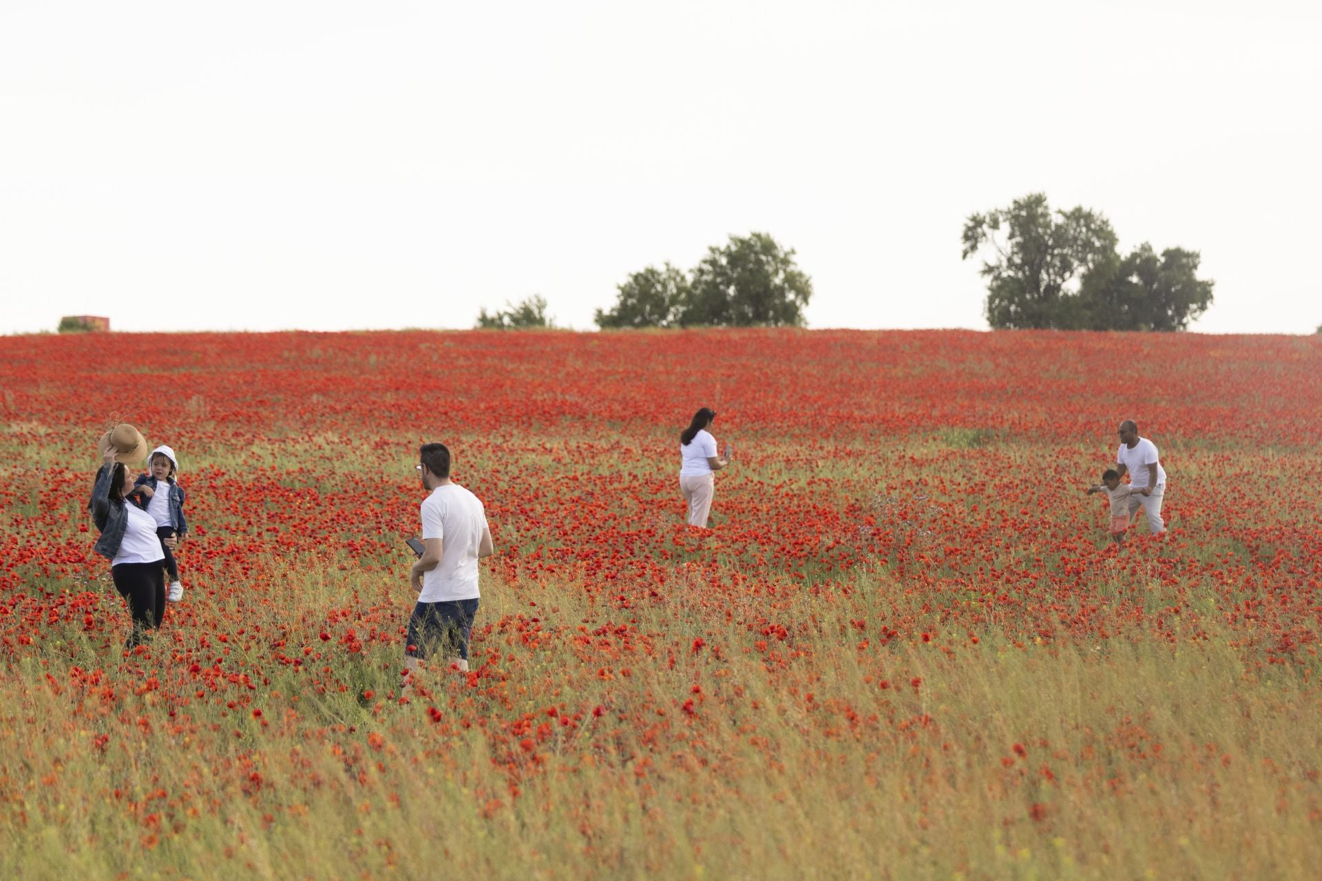 Los campos de amapolas a los que acuden cientos de personas a fotografiarse