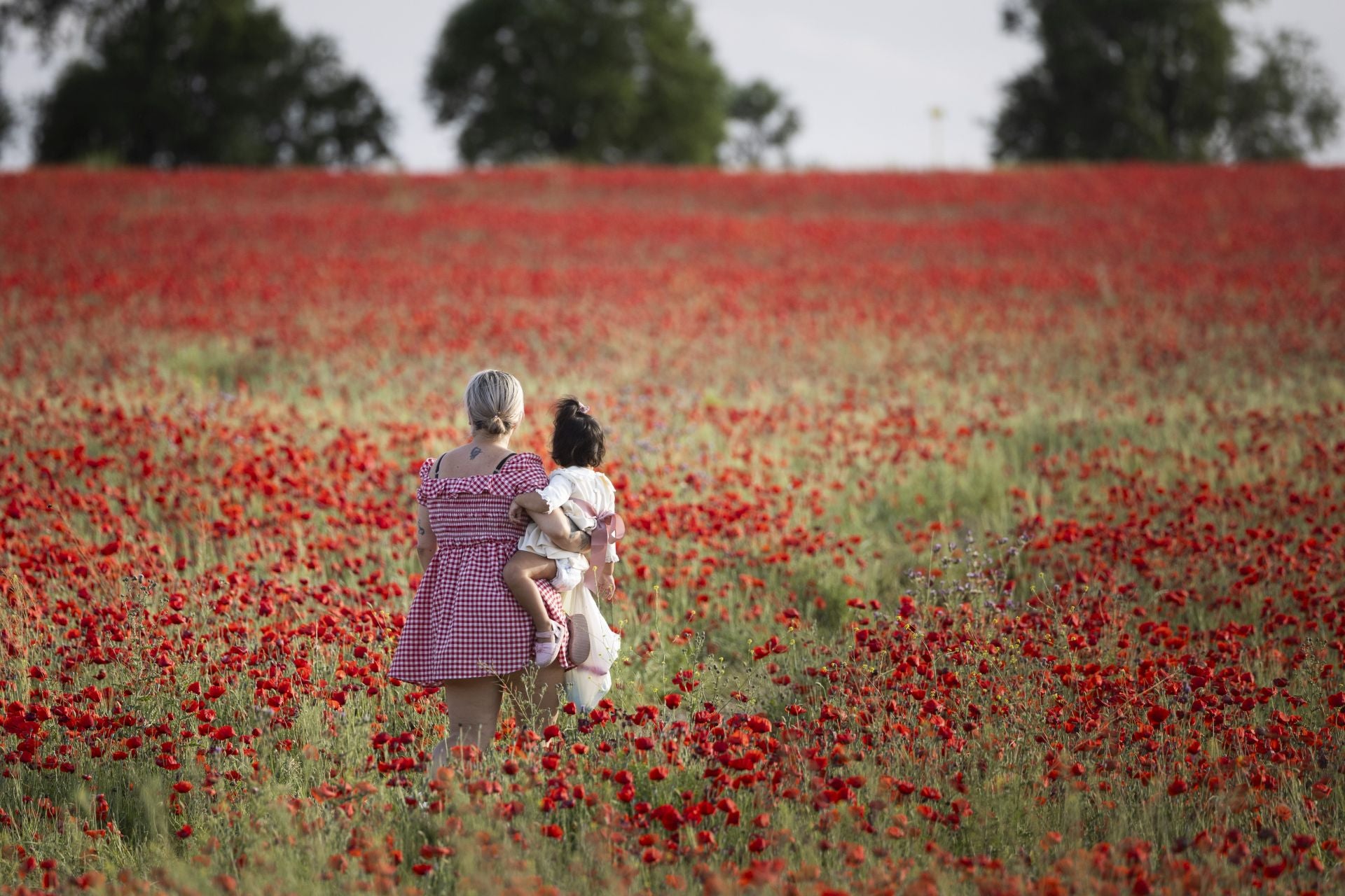 Los campos de amapolas a los que acuden cientos de personas a fotografiarse