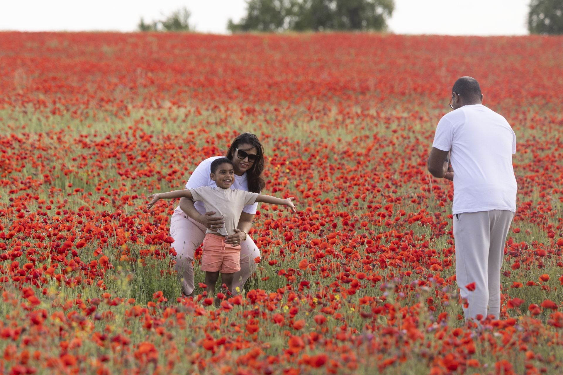 Los campos de amapolas a los que acuden cientos de personas a fotografiarse