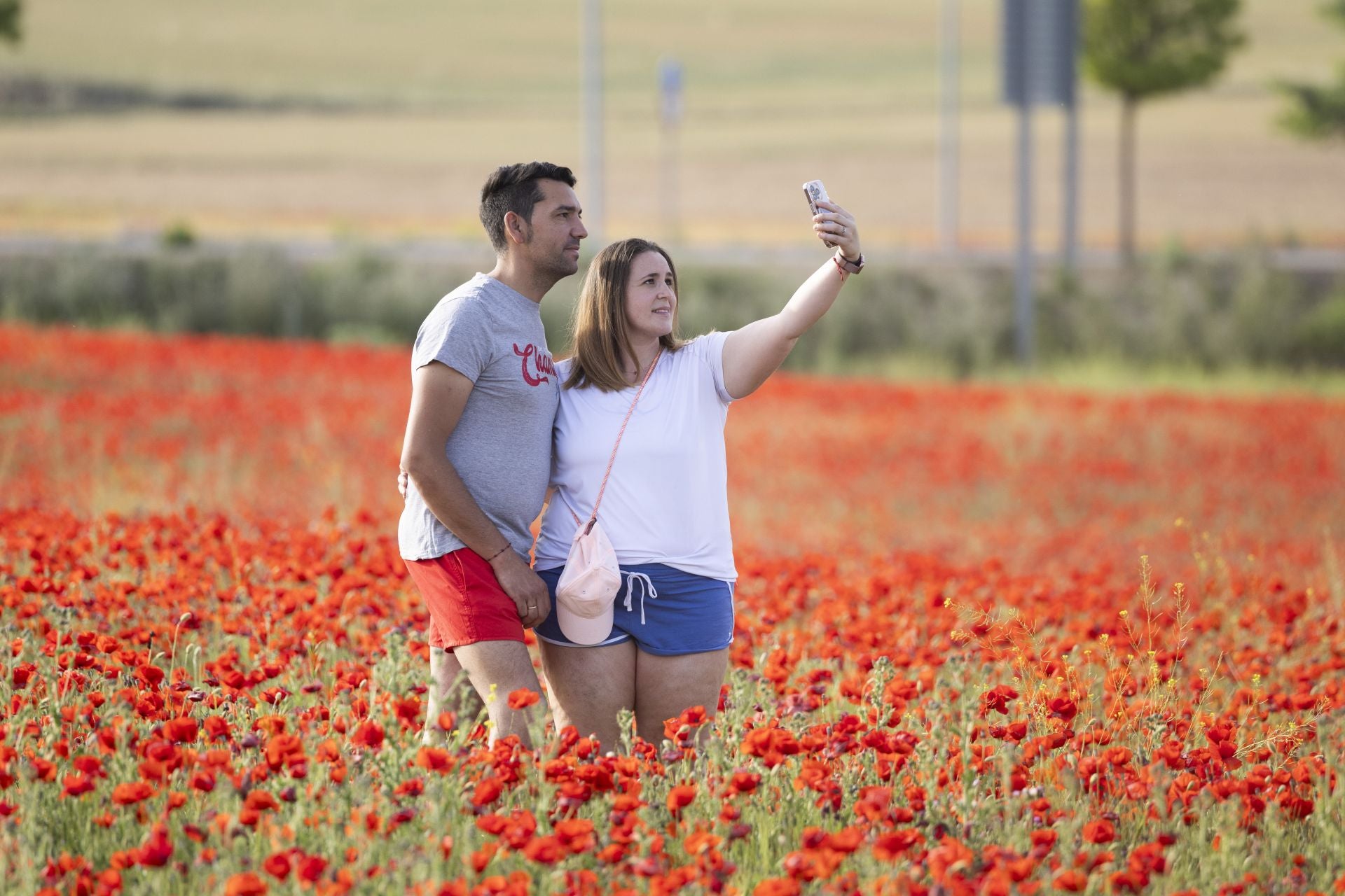 Los campos de amapolas a los que acuden cientos de personas a fotografiarse