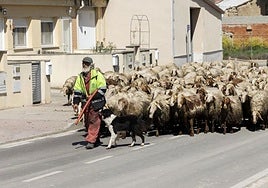 El pastor condenado de Renedo, con las ovejas por el municipio.