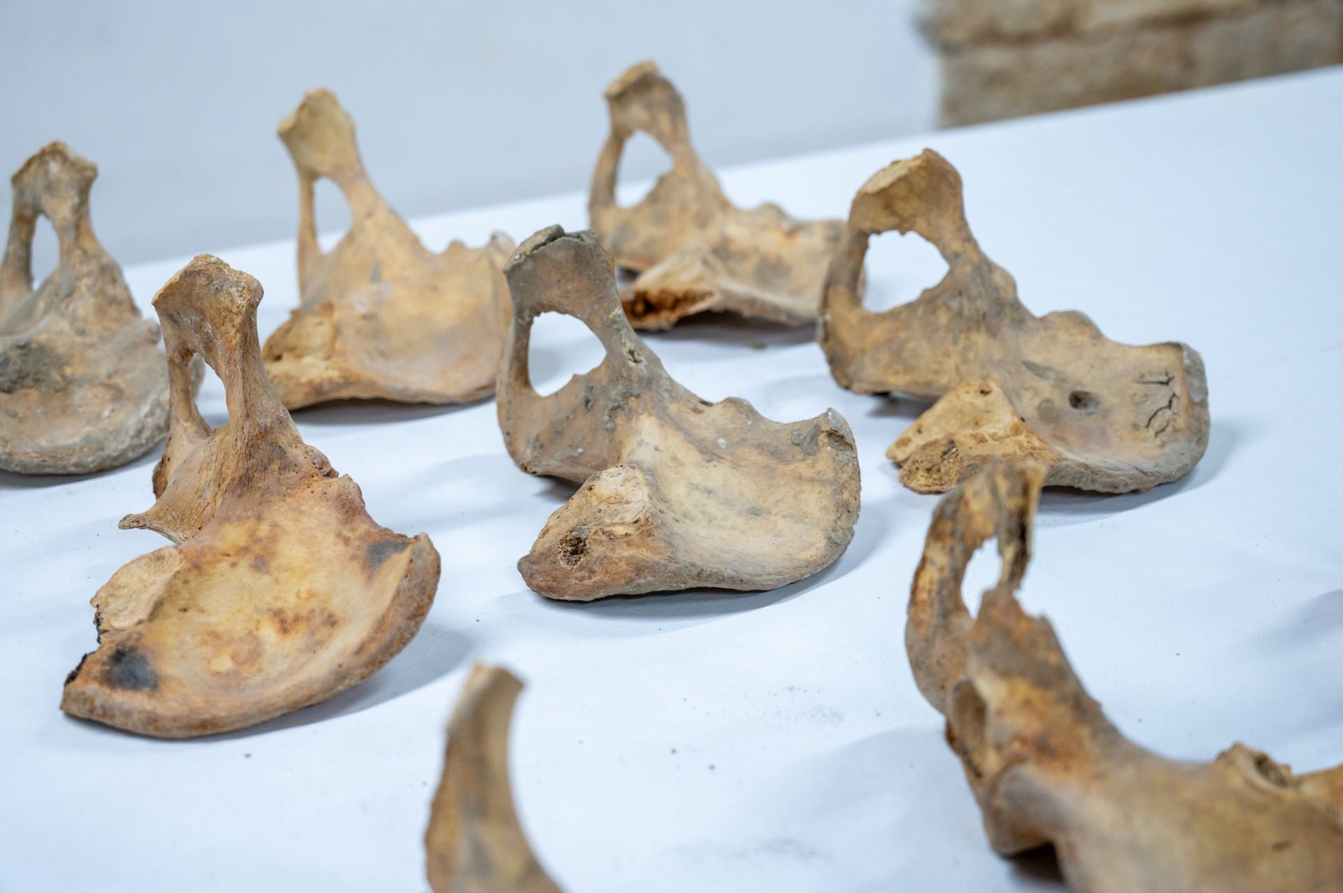 Así se analizan los huesos de la Catedral de Palencia