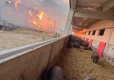 Un incendio en una granja de cerdos se propaga por varias hectáreas de monte en Pesquera