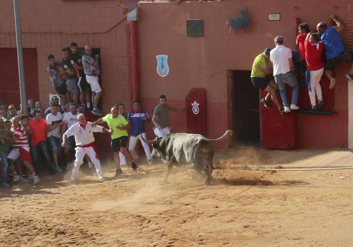 Toro enmaromado de Benavente.