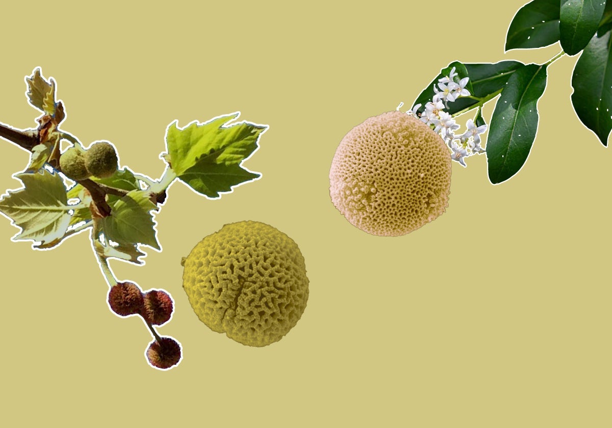 Casi la mitad de los árboles de Valladolid son especies que disparan las alergias: cuáles son y dónde están