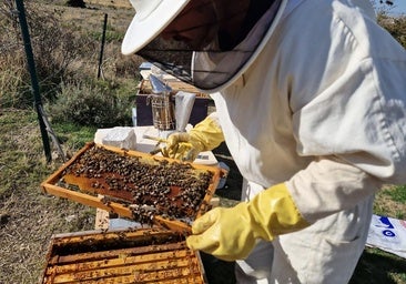 Los apicultores dan por perdida la campaña de miel de primavera
