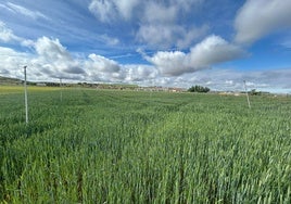 Cultivo de cebada en la provincia de Valladolid.