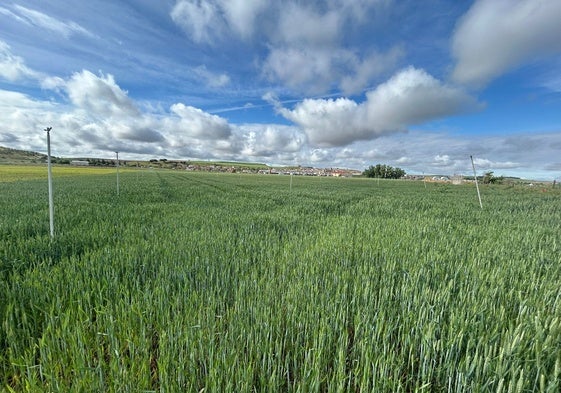 Cultivo de cebada en la provincia de Valladolid.