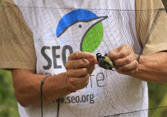 Anillamiento de aves por parte de un miembro de SEO BirdLife.