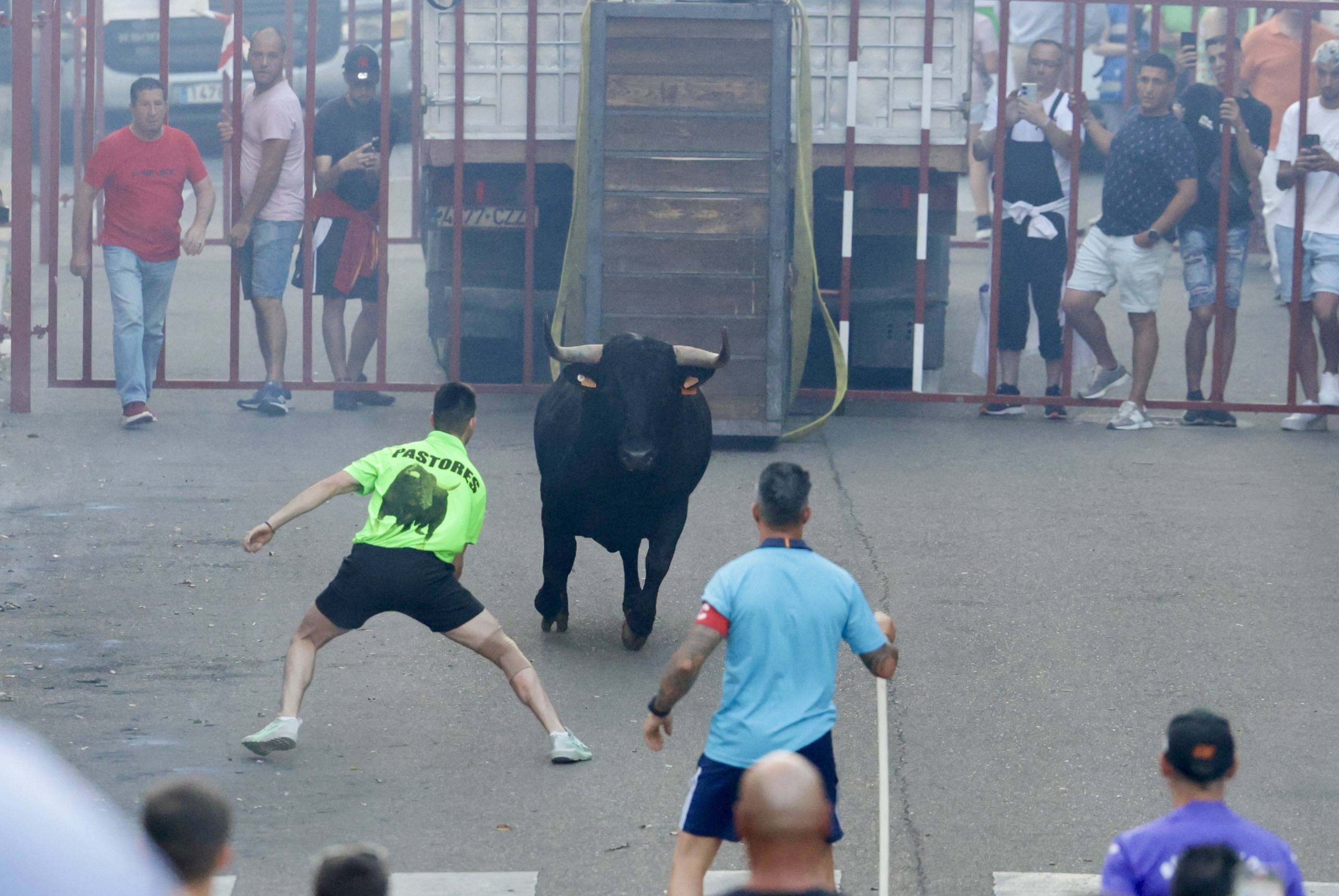 Las imágenes del Toro de las Peñas de Zaratán