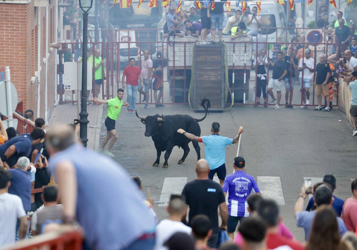 Las imágenes del Toro de las Peñas de Zaratán