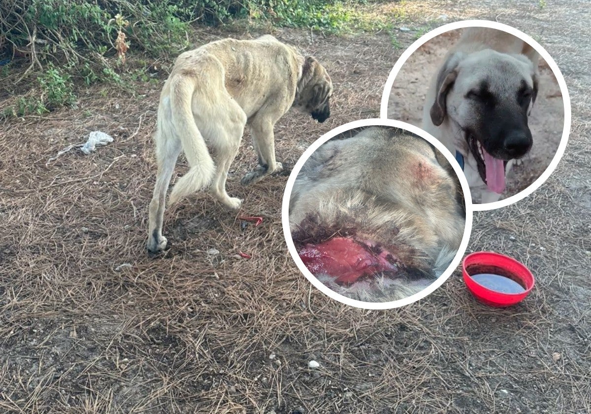 Zuko, el perro 'milagro' que busca una segunda oportunidad