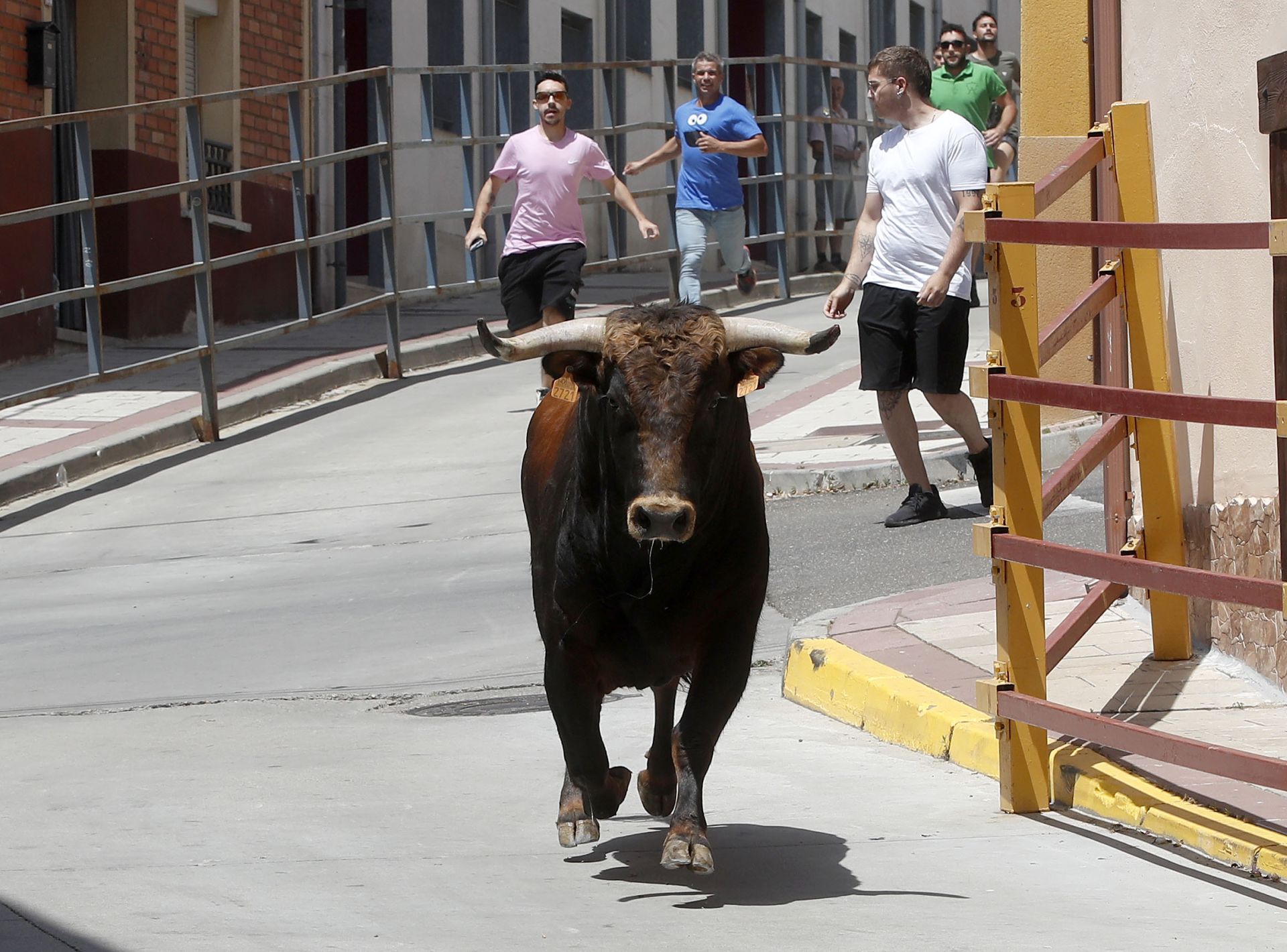 Encierro en Zaratán el día del Corpus