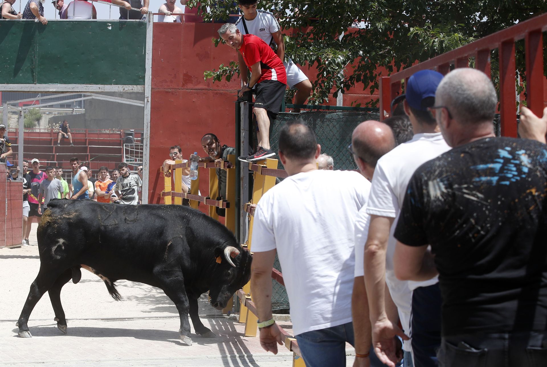 Encierro en Zaratán el día del Corpus