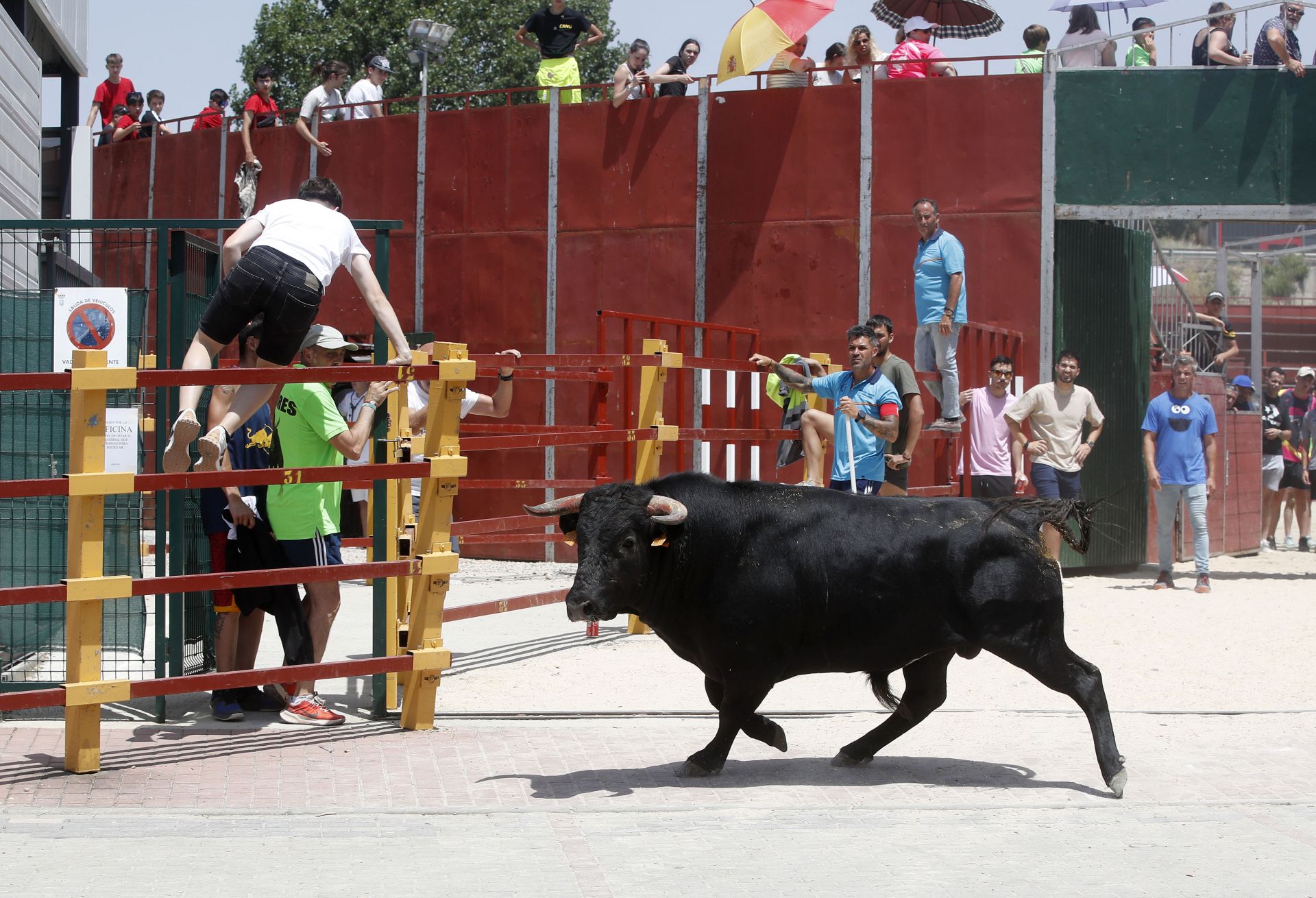 Encierro en Zaratán el día del Corpus