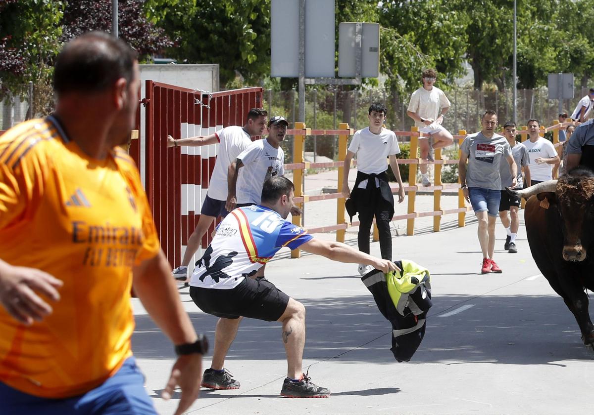 Encierro en Zaratán el día del Corpus