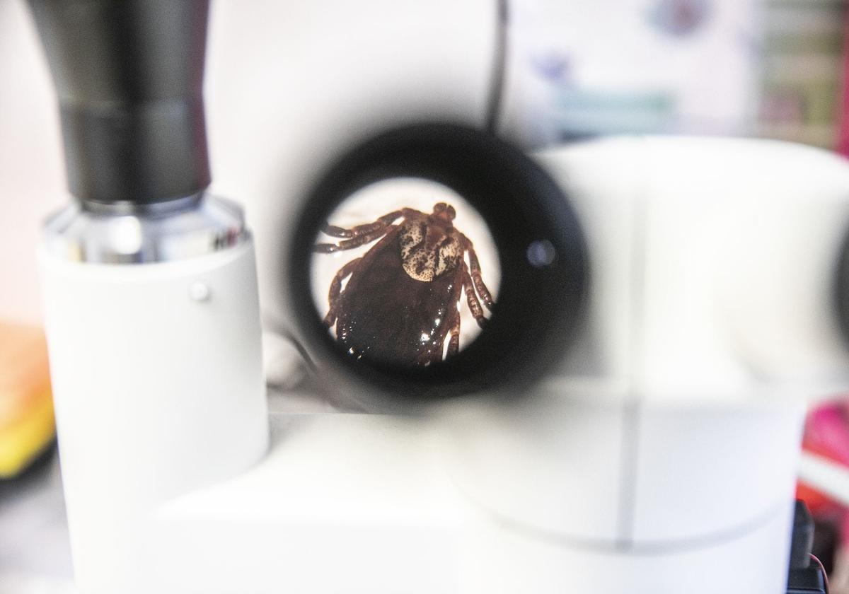 Un ejemplar de garrapata estudiado en un laboratorio para su seguimiento.