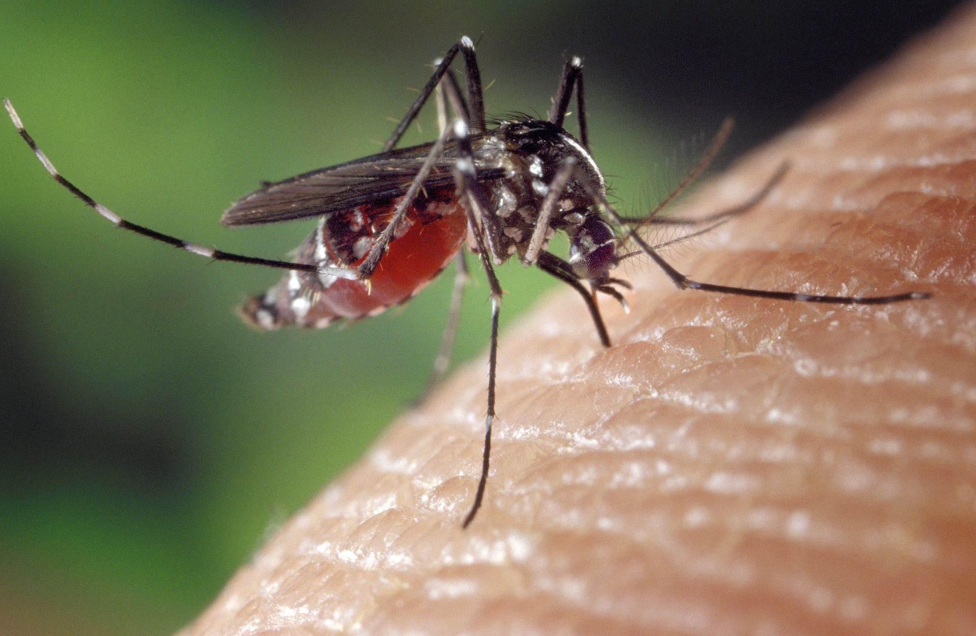 Un mosquito tigre.