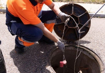 El calor y la lluvia refuerzan las plagas de insectos rastreros y voladores