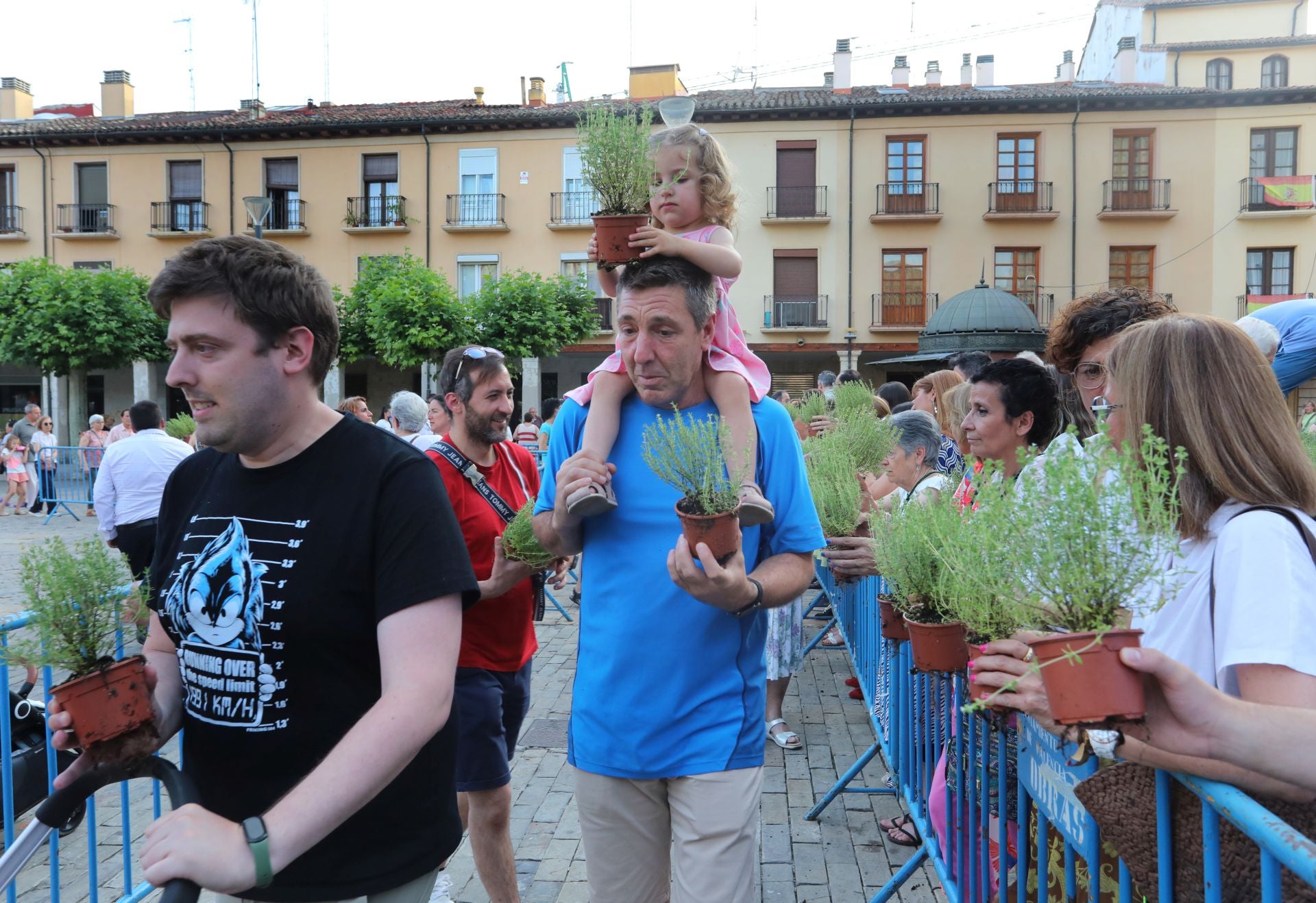 Miles de plantas de tomillo para festejar San Juan en Palencia