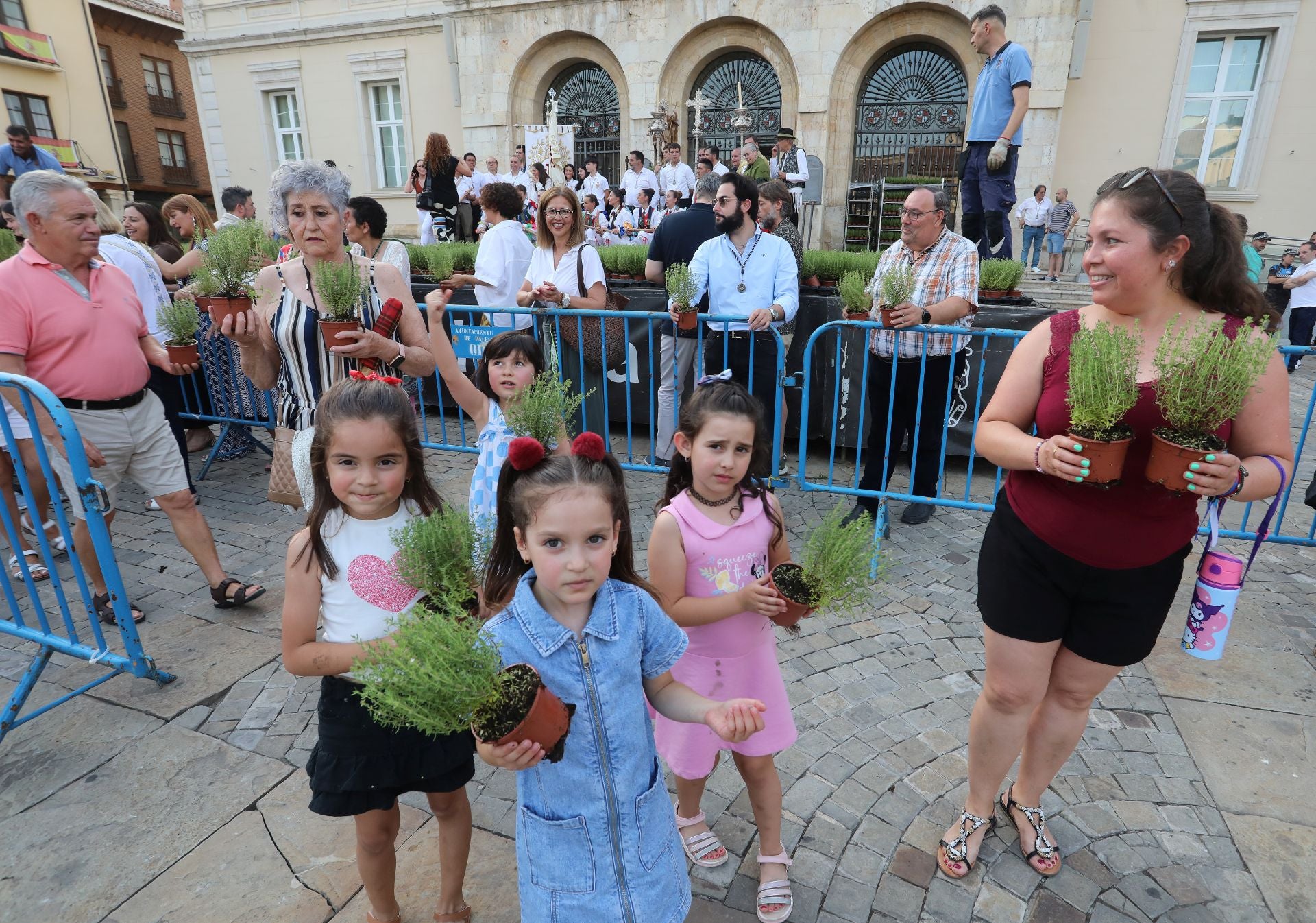 Miles de plantas de tomillo para festejar San Juan en Palencia
