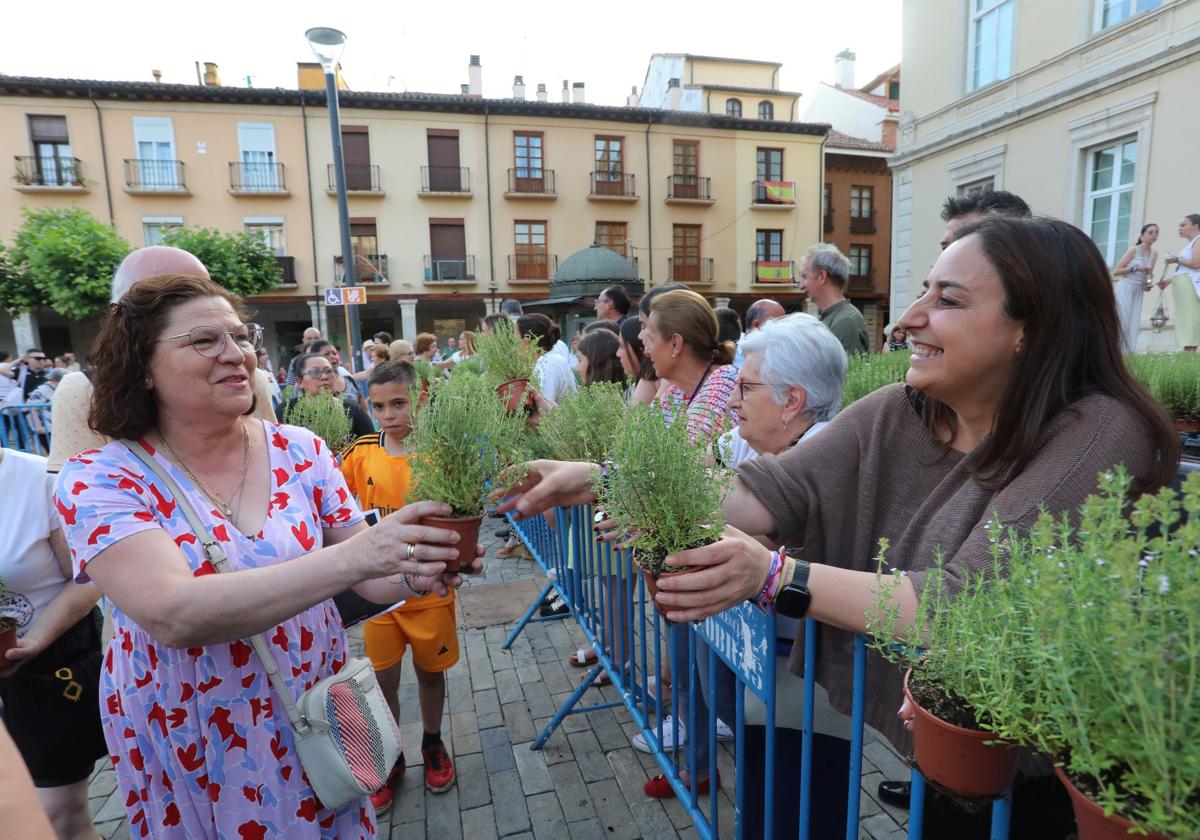 Miles de plantas de tomillo para festejar San Juan en Palencia