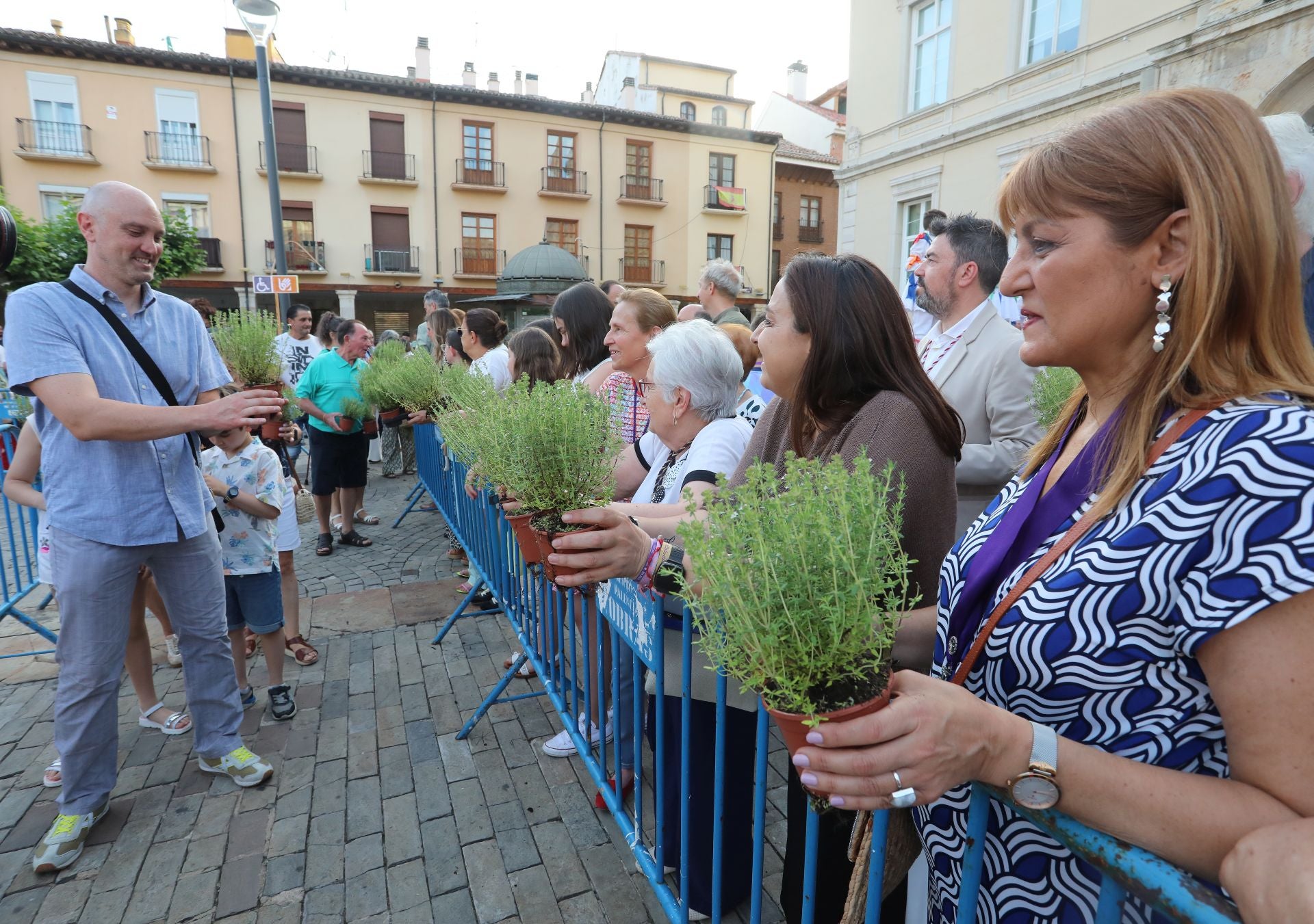 Miles de plantas de tomillo para festejar San Juan en Palencia