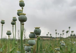 Las cápsulas de las plantas una vez cae la flor.