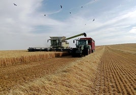UPA exige a las lonjas que dejen de cotizar el cereal por debajo de costes de producción