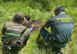 Un agente medioambiental y un guardia civil examinan el cuerpo.
