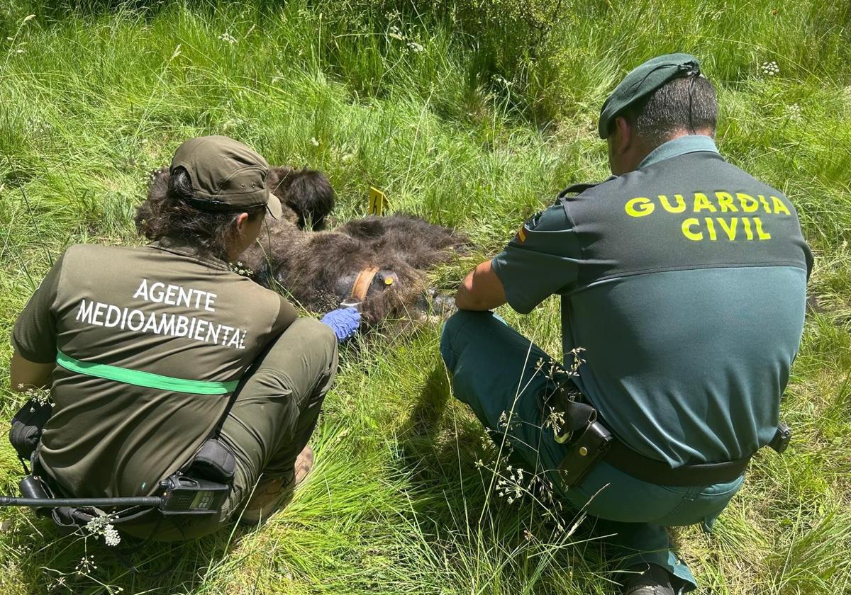 Un agente medioambiental y un guardia civil examinan el cuerpo.
